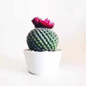 Old Lady Cactus