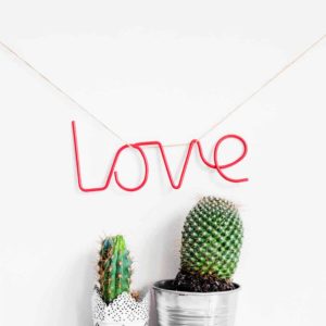 Office Desk Cactus